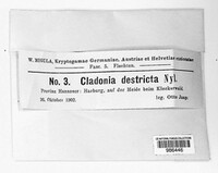 Cladonia zopfii image